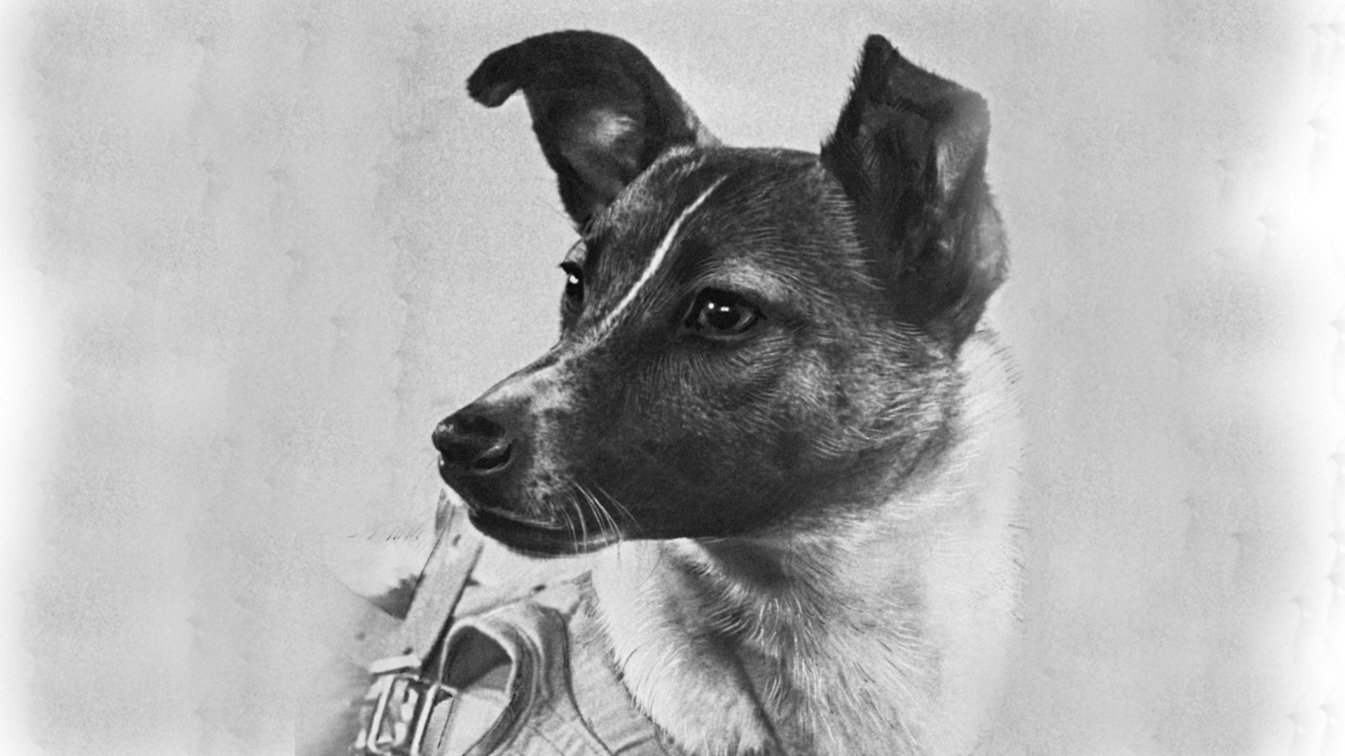 What Really Happened to Laika, the First Dog in Space?